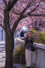 熱海桜　街ぶらスナップ