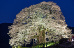 醍醐桜