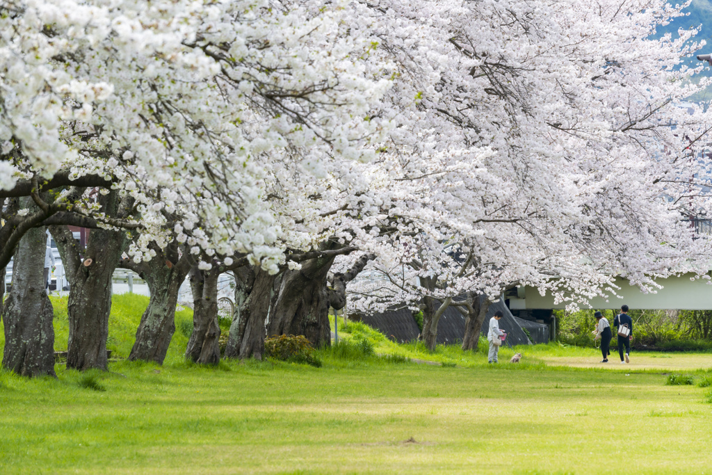 2024桜－７