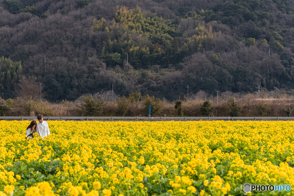 笠岡ベイファーム　菜の花