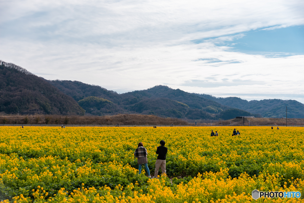 笠岡ベイファーム　菜の花