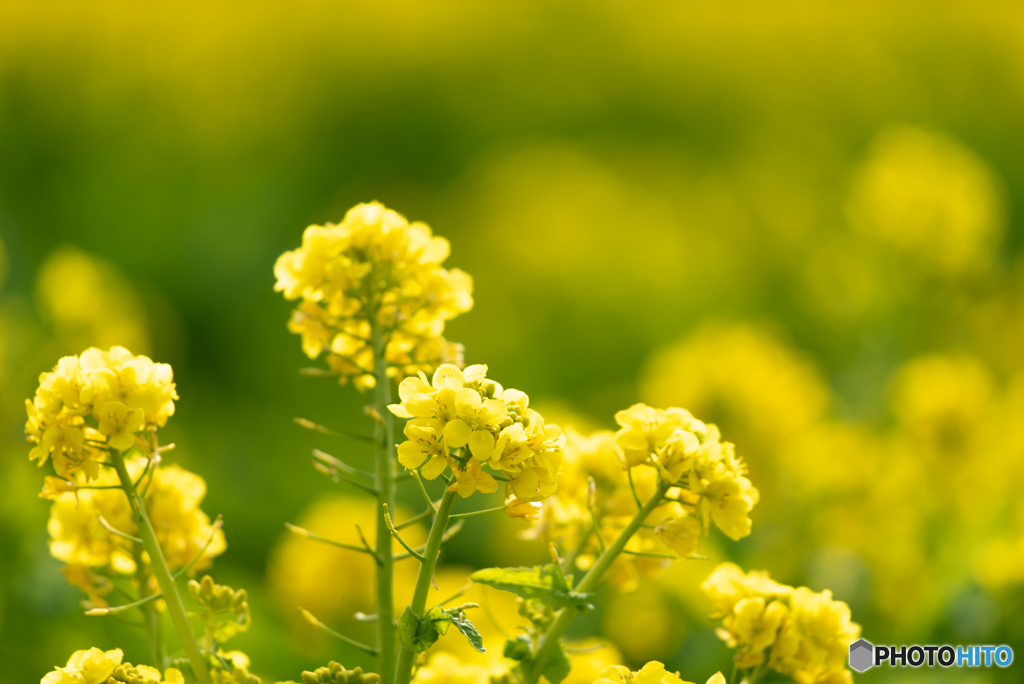 笠岡ベイファーム　菜の花