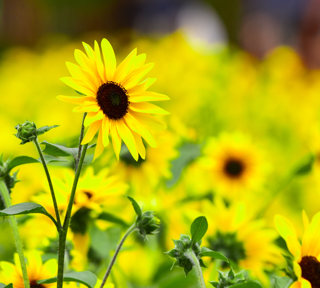 世羅高原農場の向日葵