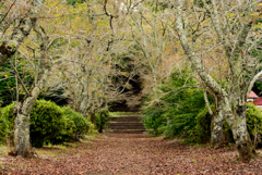 西山本門寺　散歩