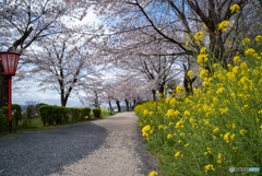 春　津山城