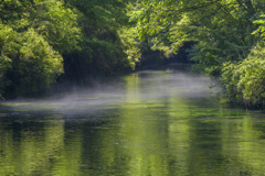 緑の川の川霧