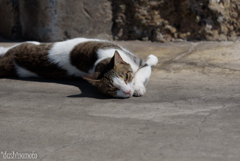 鞆の浦と猫たち1