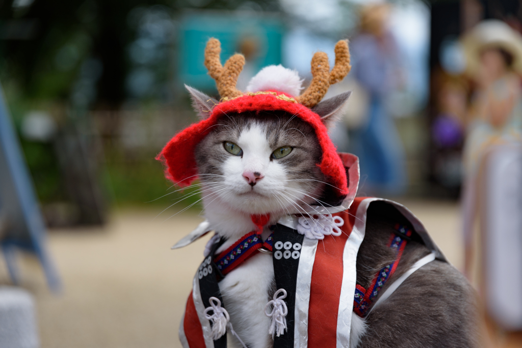 真田猫幸村