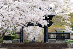 ２０１８春　西山本門寺桜