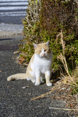 南木曽駅のネコ