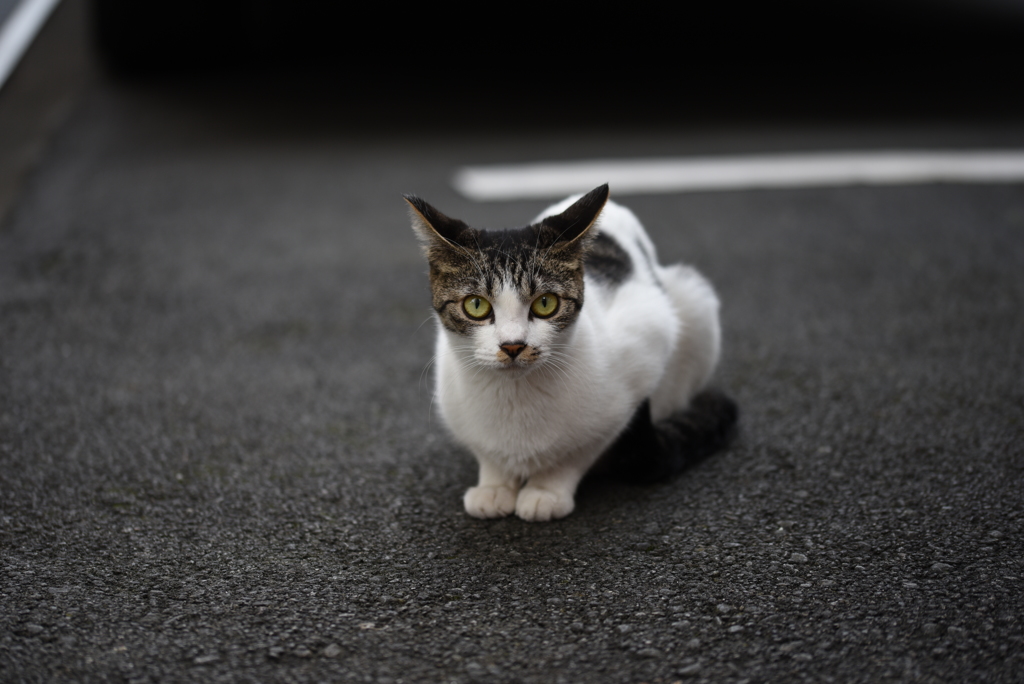 わたしになにか？