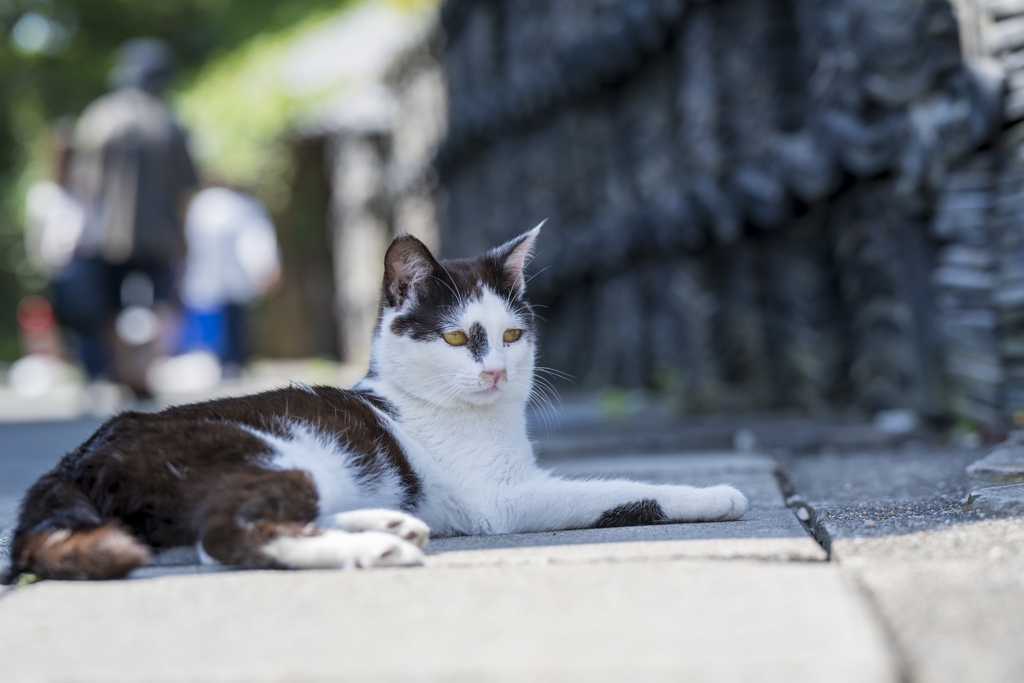 佐久島猫探し1