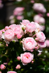 富士川クラフト2