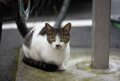 わたしになにか？