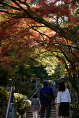 秋の大雄山紅葉①