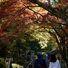 秋の大雄山紅葉①