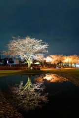 2018浅間大社夜桜2