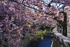 熱海桜　街ぶらスナップ