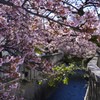 熱海桜　街ぶらスナップ