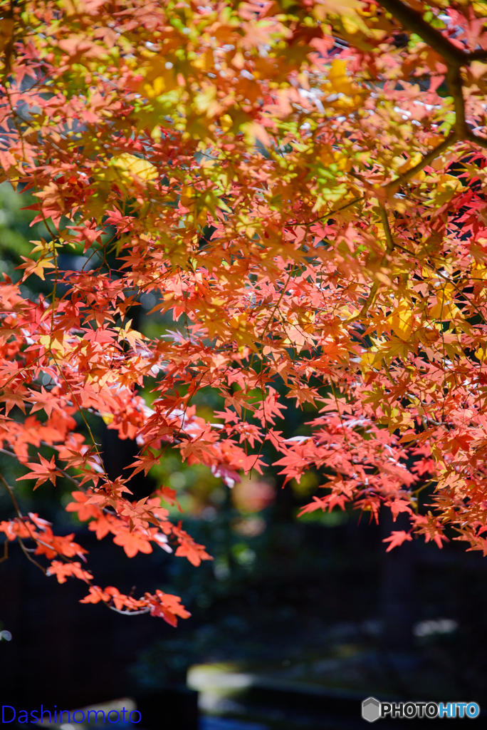 広島　紅葉さんぽ２