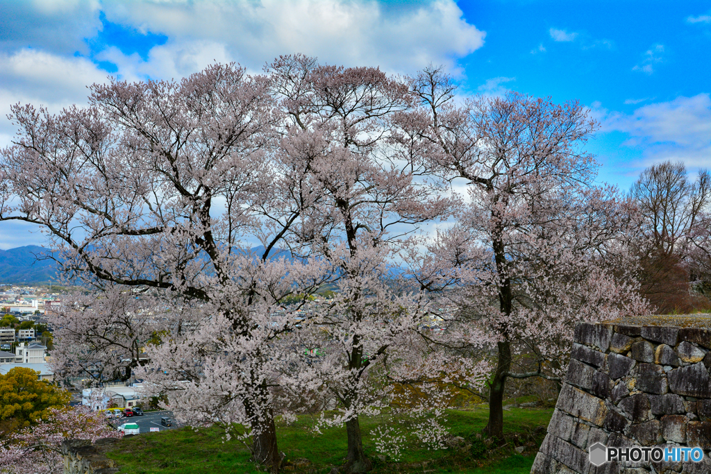 春　津山城