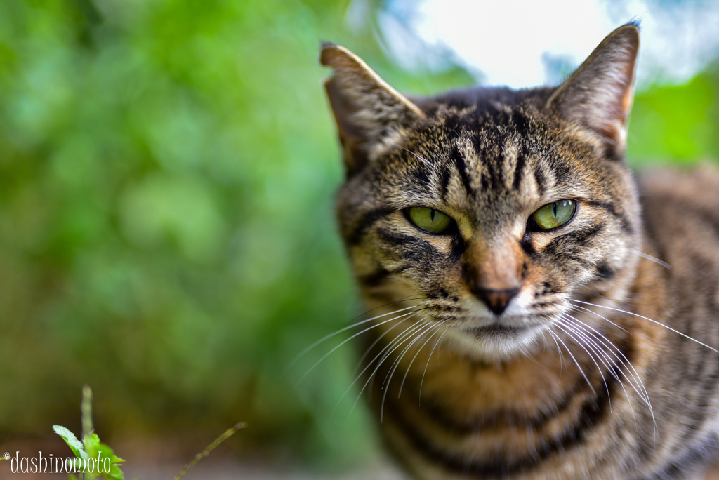 202210cat1