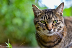 202210cat1