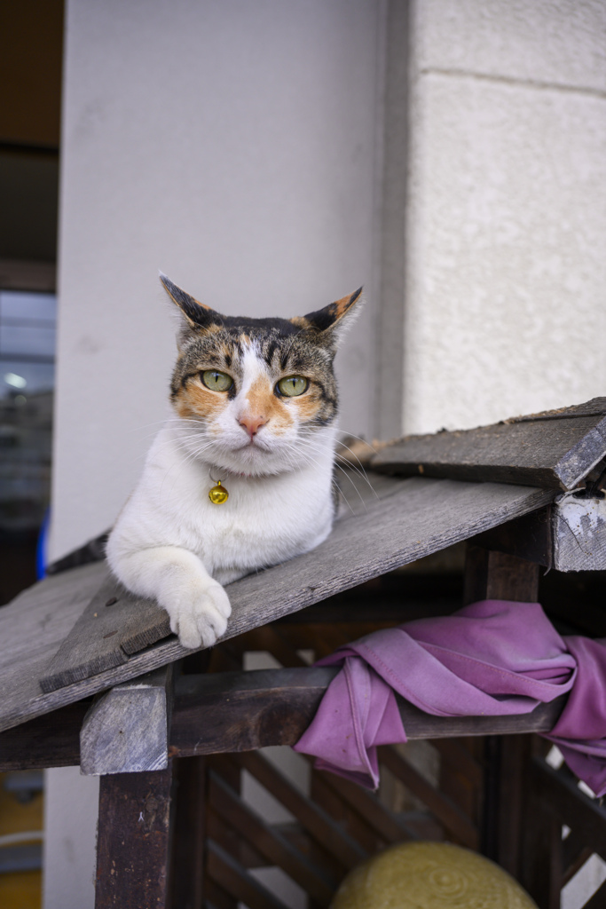 瀬戸のみぃちゃん