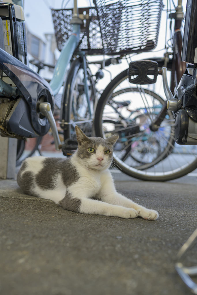 駐輪場猫