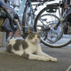 駐輪場猫