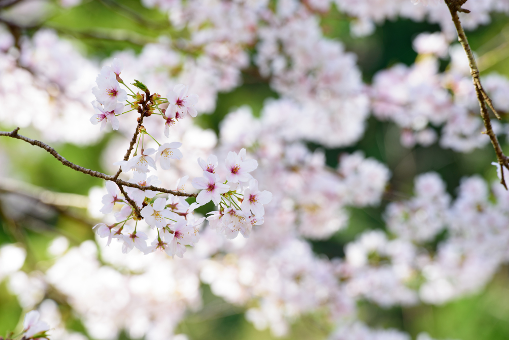 内房　桜2