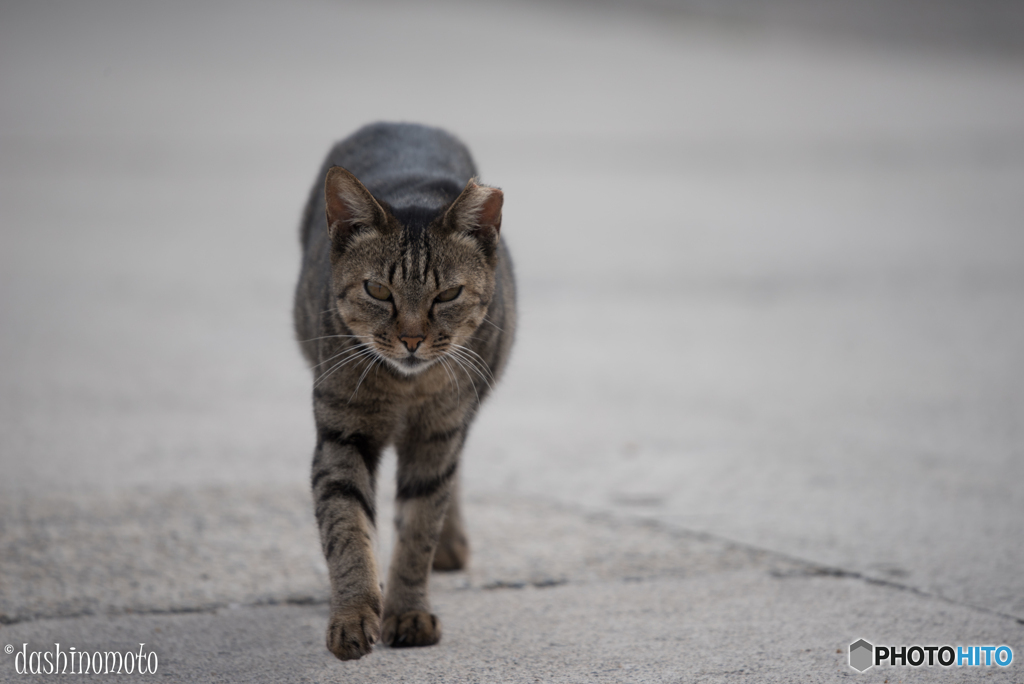 真鍋島の猫たち8