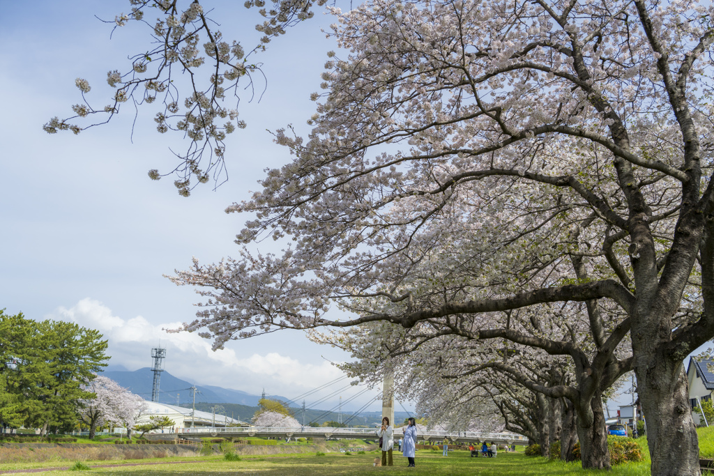 2024桜－５