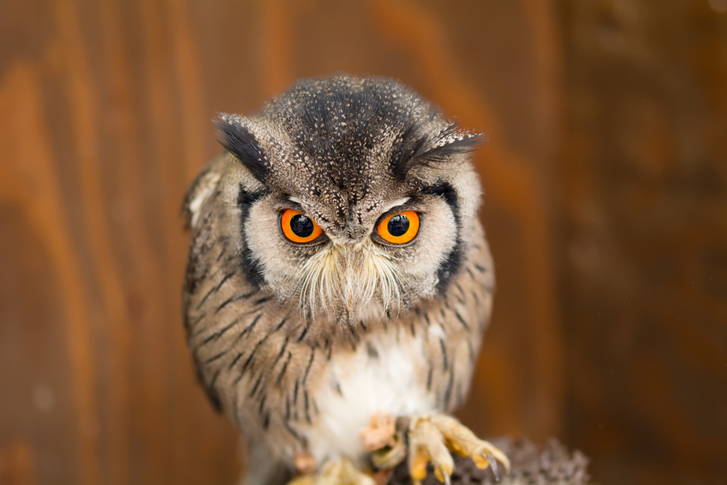 笑うと負け！！