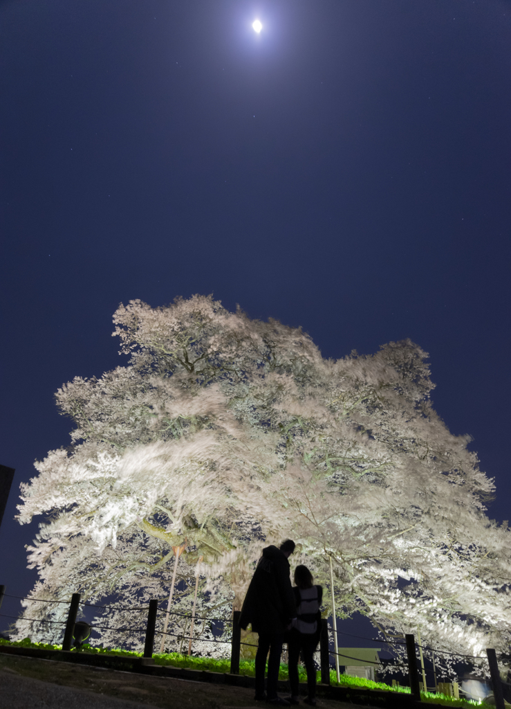 醍醐桜