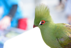 掛川花鳥園　⁇ギボシ⁇