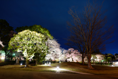 2017大社夜桜　08