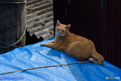 瀬戸内　島猫に会いに