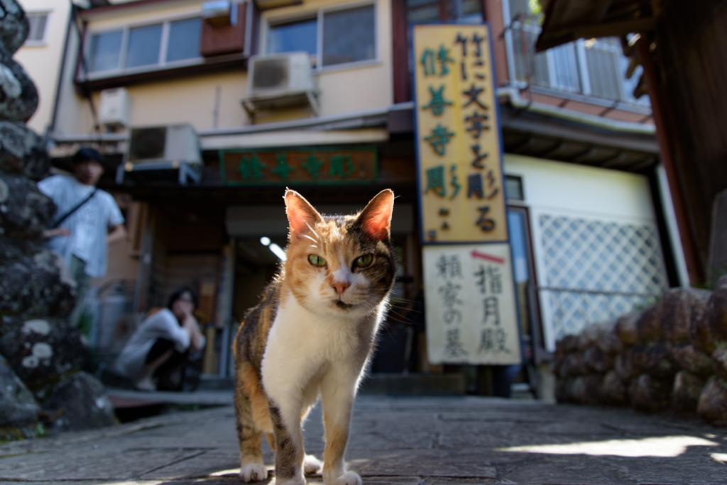 修善寺猫②