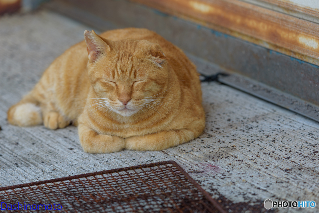 瀬戸内　島猫に会いに