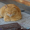 瀬戸内　島猫に会いに