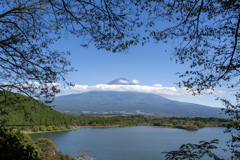 田貫湖とネコ