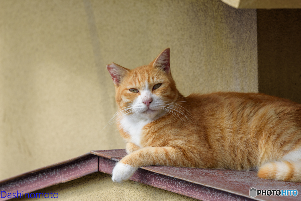 瀬戸内　島猫に会いに