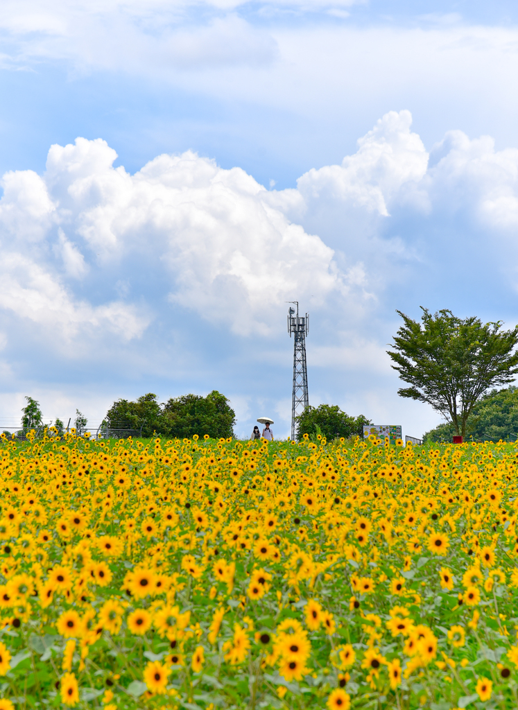 世羅高原農場の向日葵