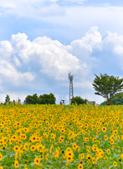 世羅高原農場の向日葵