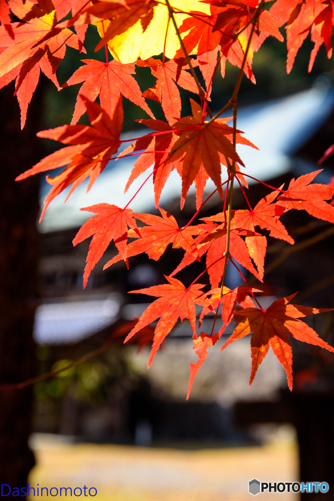 広島　紅葉さんぽ１