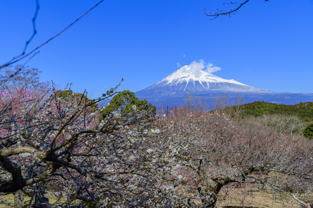 なるべく大きな富士山