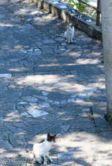 鞆の浦と猫たち4