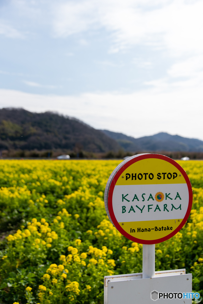 笠岡ベイファーム　菜の花