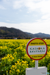 笠岡ベイファーム　菜の花